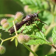 Daptolestes sp. (genus) at West Wodonga, VIC - 9 Nov 2024 by KylieWaldon