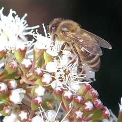 Apis mellifera (European honey bee) at West Wodonga, VIC - 10 Nov 2024 by KylieWaldon