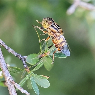 Eristalinus punctulatus (Golden Native Drone Fly) at West Wodonga, VIC - 9 Nov 2024 by KylieWaldon