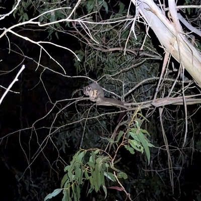Petaurus notatus (Krefft’s Glider, formerly Sugar Glider) at Bywong, NSW - 26 Oct 2024 by Alihumphreys