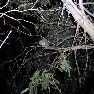 Petaurus notatus (Krefft’s Glider, formerly Sugar Glider) at Bywong, NSW - 26 Oct 2024 by Alihumphreys