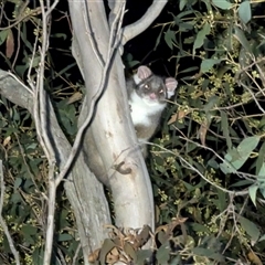 Pseudocheirus peregrinus (Common Ringtail Possum) at Bywong, NSW - 26 Oct 2024 by Alihumphreys