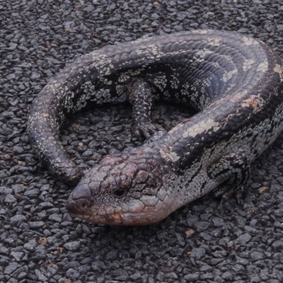 Tiliqua nigrolutea (Blotched Blue-tongue) at Kambah, ACT - 10 Nov 2024 by JohnBundock