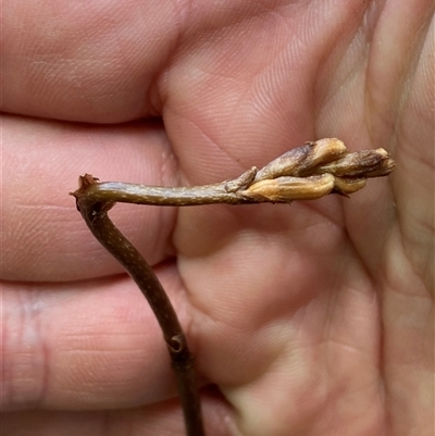 Gastrodia sp. (Potato Orchid) at Jerrabomberra, NSW - 24 Oct 2024 by SteveBorkowskis