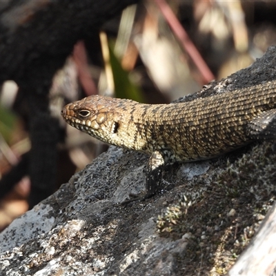 Egernia cunninghami (Cunningham's Skink) at Kambah, ACT - 9 Nov 2024 by DavidDedenczuk