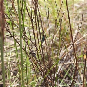 Pollanisus (genus) at Burra, NSW - 10 Nov 2024