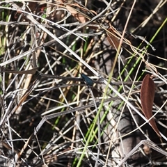 Pollanisus (genus) at Burra, NSW - 10 Nov 2024