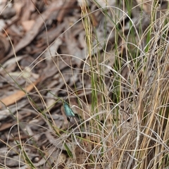 Pollanisus (genus) at Burra, NSW - 10 Nov 2024