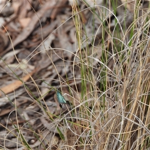 Pollanisus (genus) at Burra, NSW - 10 Nov 2024