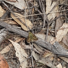 Trapezites luteus (Yellow Ochre, Rare White-spot Skipper) at Burra, NSW - 10 Nov 2024 by DavidDedenczuk