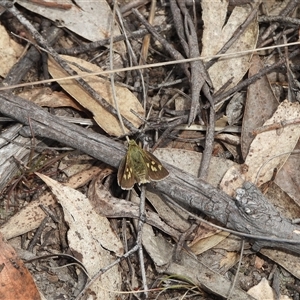 Trapezites luteus at Burra, NSW - 10 Nov 2024 09:19 AM