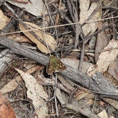 Trapezites luteus (Yellow Ochre, Rare White-spot Skipper) at Burra, NSW - 10 Nov 2024 by DavidDedenczuk