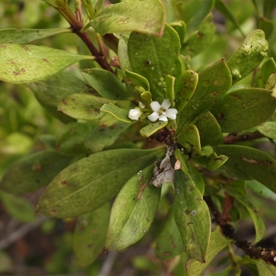 Myoporum boninense subsp. australe (Boobialla) at Malua Bay, NSW - 2 Nov 2024 by DavidDedenczuk