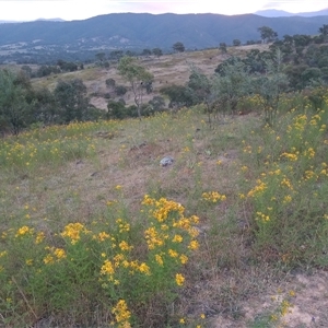 Hypericum perforatum at Kambah, ACT - 10 Nov 2024 07:34 PM