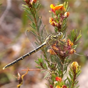 Austrogomphus guerini at Bombay, NSW - 10 Nov 2024 02:14 PM