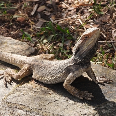 Pogona barbata (Eastern Bearded Dragon) at Campbell, ACT - 10 Nov 2024 by DavidDedenczuk