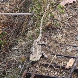 Amphibolurus muricatus at Kambah, ACT - 9 Nov 2024