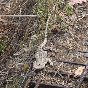 Amphibolurus muricatus at Kambah, ACT - 9 Nov 2024 02:53 PM