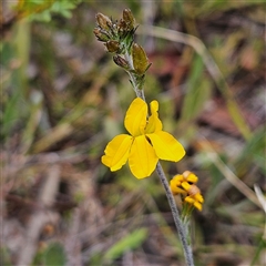 Goodenia bellidifolia subsp. bellidifolia (Daisy Goodenia) at Bombay, NSW - 10 Nov 2024 by MatthewFrawley