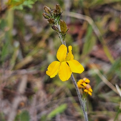 Goodenia bellidifolia subsp. bellidifolia (Daisy Goodenia) at Bombay, NSW - 10 Nov 2024 by MatthewFrawley