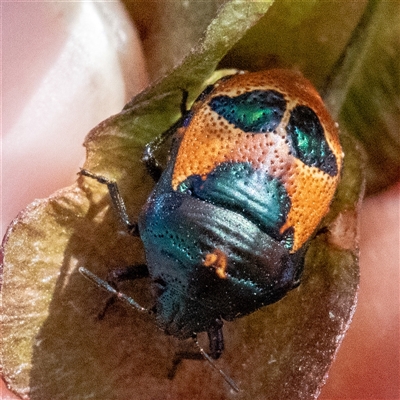 Choerocoris paganus (Ground shield bug) at Acton, ACT - 10 Nov 2024 by Sarah2019