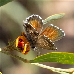 Neolucia agricola (Fringed Heath-blue) at Acton, ACT - 10 Nov 2024 by Sarah2019