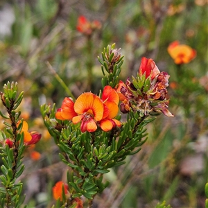 Pultenaea subspicata at Bombay, NSW - 10 Nov 2024 02:20 PM