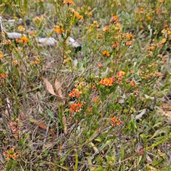 Pultenaea subspicata at Bombay, NSW - 10 Nov 2024 02:20 PM