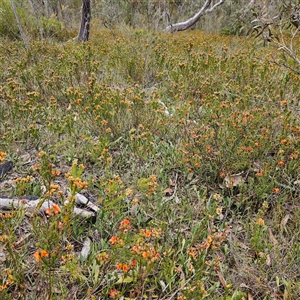 Pultenaea subspicata at Bombay, NSW - 10 Nov 2024 02:20 PM