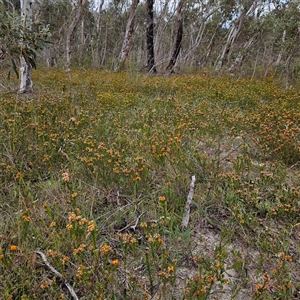 Pultenaea subspicata at Bombay, NSW - 10 Nov 2024 02:20 PM