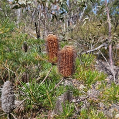 Banksia spinulosa (Hairpin Banksia) at Bombay, NSW - 10 Nov 2024 by MatthewFrawley