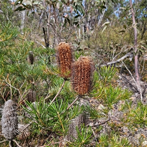 Banksia spinulosa at Bombay, NSW - 10 Nov 2024 02:23 PM