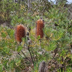 Banksia spinulosa at Bombay, NSW - 10 Nov 2024