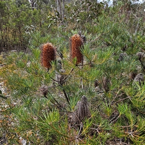 Banksia spinulosa at Bombay, NSW - 10 Nov 2024 02:23 PM