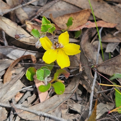 Goodenia hederacea subsp. hederacea (Ivy Goodenia, Forest Goodenia) at Bombay, NSW - 10 Nov 2024 by MatthewFrawley