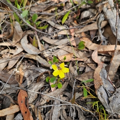 Goodenia hederacea subsp. hederacea at Bombay, NSW - 10 Nov 2024 02:25 PM