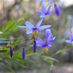 Stypandra glauca (Nodding Blue Lily) at Gundary, NSW - 20 Oct 2024 by RobG1