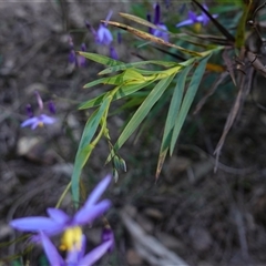 Stypandra glauca at Gundary, NSW - 20 Oct 2024