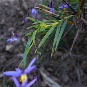 Stypandra glauca at Gundary, NSW - 20 Oct 2024