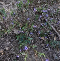 Stypandra glauca at Gundary, NSW - 20 Oct 2024