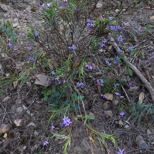 Stypandra glauca at Gundary, NSW - 20 Oct 2024