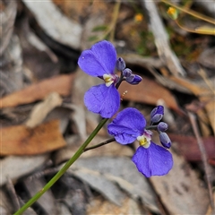 Comesperma defoliatum (Leafless Milkwort) at Bombay, NSW - 10 Nov 2024 by MatthewFrawley