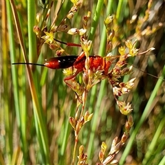 Lissopimpla excelsa (Orchid dupe wasp, Dusky-winged Ichneumonid) at Yass River, NSW - 9 Nov 2024 by SenexRugosus