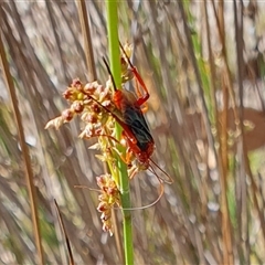 Lissopimpla excelsa at Yass River, NSW - 10 Nov 2024