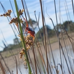 Lissopimpla excelsa at Yass River, NSW - 10 Nov 2024