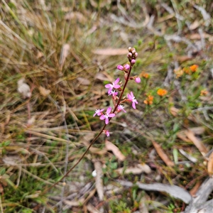 Stylidium graminifolium at Bombay, NSW - 10 Nov 2024 02:42 PM