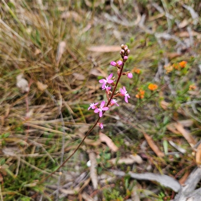 Stylidium graminifolium (grass triggerplant) at Bombay, NSW - 10 Nov 2024 by MatthewFrawley