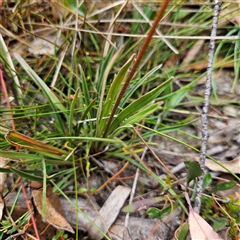 Stylidium graminifolium at Bombay, NSW - 10 Nov 2024 02:42 PM