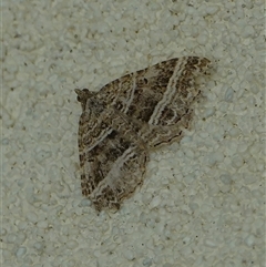 Chrysolarentia subrectaria (A Geometer moth) at Hall, ACT - 10 Nov 2024 by Anna123