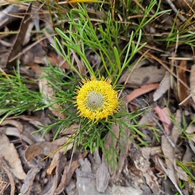 Isopogon prostratus (Prostrate Cone-bush) at Bombay, NSW - 10 Nov 2024 by MatthewFrawley